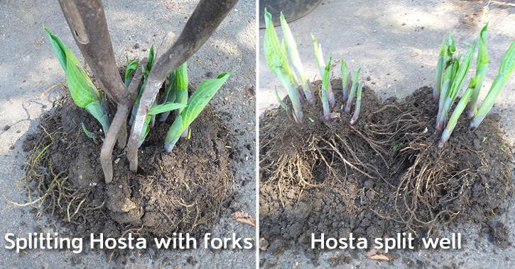 Hosta plant splitting gardening tips
